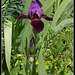 Iris Cameroun (4)