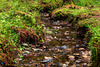 Ruisseau de printemps dans la forêt