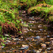 Ruisseau de printemps dans la forêt