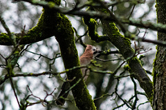 Jay with wet feathers