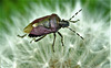 The Shield Bug And The Dandelion