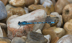 5T2A7131 Damselfly
