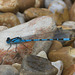 5T2A7131 Damselfly