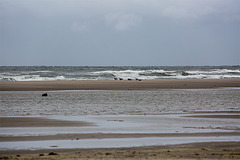 20140909 4932VRAw [NL] Möwe, Terschelling