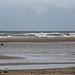 20140909 4932VRAw [NL] Möwen, Terschelling