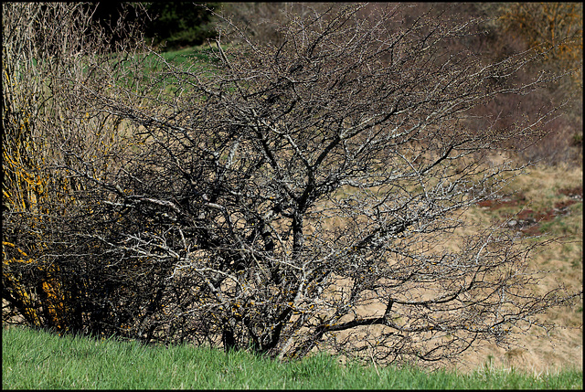 Prunus spinosa