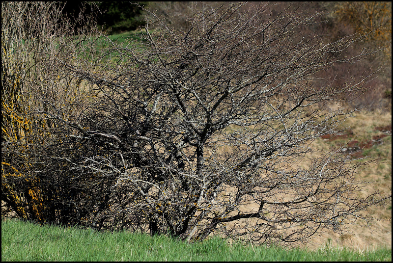 Prunus spinosa