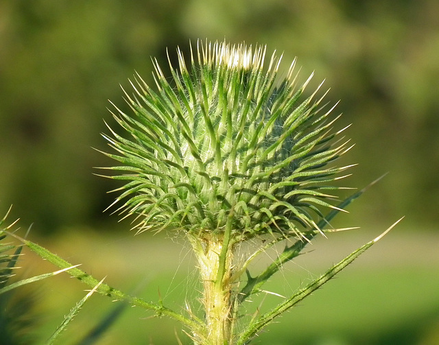 chardon vulgaire / bull thistle