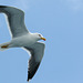 Lesser Black Back Gull in Flight - Farne Islands