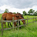Horses near Grange Farm