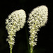 Memories of Waterton - Bear Grass