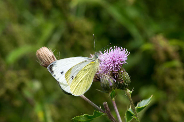 Large Green veined white butterfly (1)