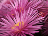 Pink lampranthus