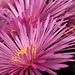 Pink lampranthus