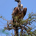 Weißrückengeier, Samburu National Reserve