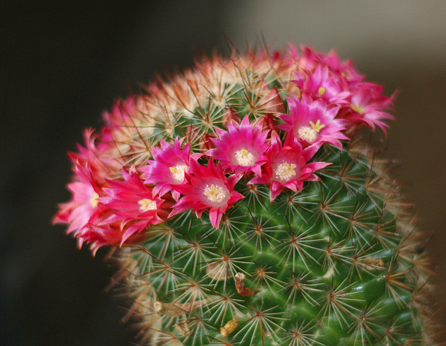 fleurs de mes cactus 008 , Flowers of my cactus