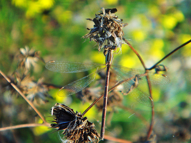 Small Spreadwing f (Lestes virens) 3