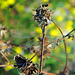 Small Spreadwing f (Lestes virens) 3