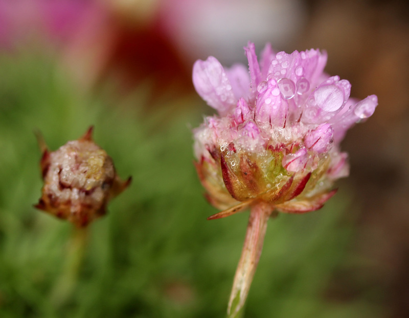 petite fleur de rocaille macro