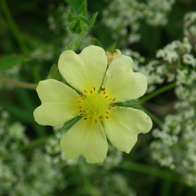 potentille dressée / sulphur cinquefoil