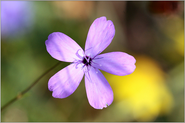 H E R B S T  Blumenwiese