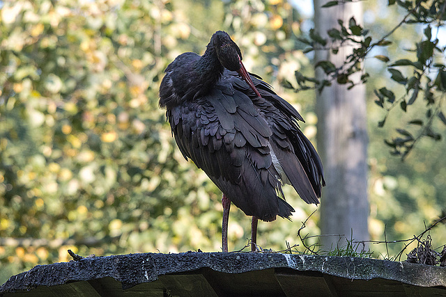 20151010 9297VRTw [D~H] Schwarzstorch (Ciconia nigra), Wisentgehege, Springe-Deister