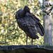 20151010 9297VRTw [D~H] Schwarzstorch (Ciconia nigra), Wisentgehege, Springe-Deister