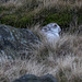 Mountain Hare