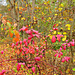 Explosion of color along the trail.