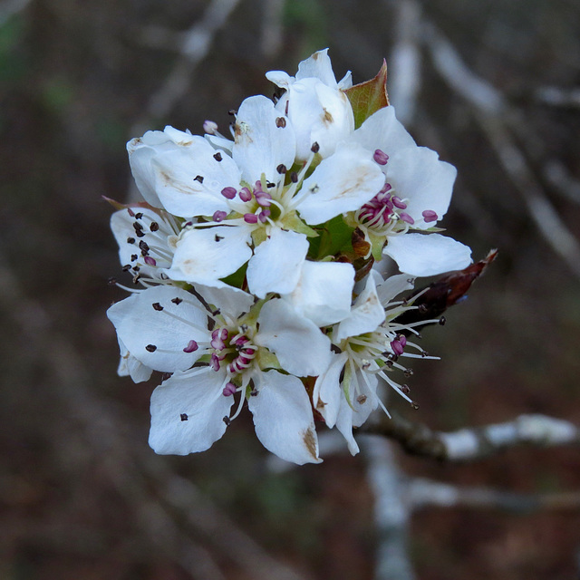 Wild pear flowers