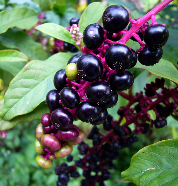 colorful berries (PIPS!)