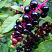 colorful berries (PIPS!)