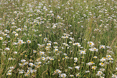 Margeriten