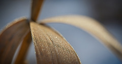 Das Glitzern am Gräserblatt :)) The glitter on the grass leaf :)) Les paillettes sur la feuille d'herbe :))