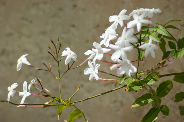 Mes fleurs de Jasmin