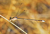 Small Spreadwing m (Lestes virens)