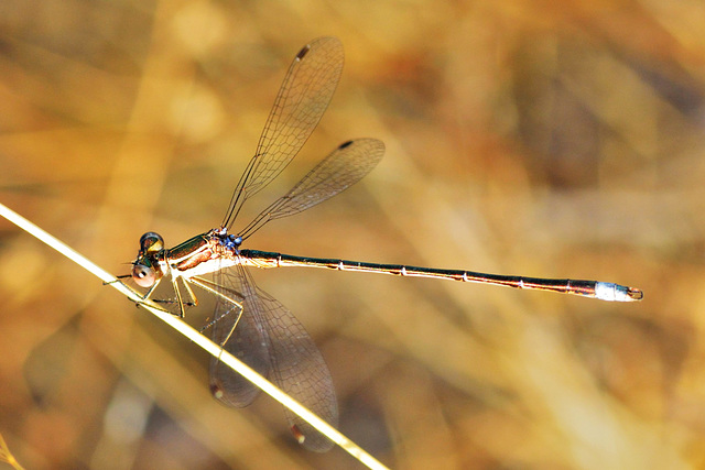 Small Spreadwing m (Lestes virens)