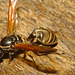 IMG 9154wasp