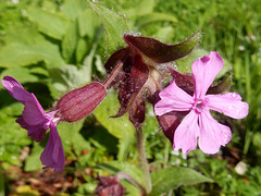 017 Die Taglichtnelke Silene dioica liebt den Wald