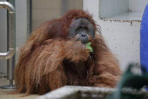 Orang-Utan Moritz (Wilhelma)