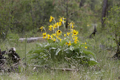 Arrowleaf Balsamroot