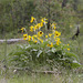 Arrowleaf Balsamroot