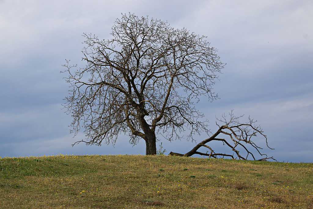 Der Walnußbaum auf dem Hügel