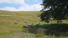 Sheep in a field