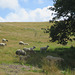 Sheep in a field