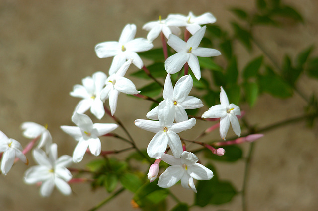 Mes fleurs de Jasmin