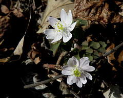 Rue Anemone