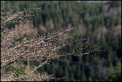 Prunus spinosa