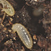 EF7A8277larva