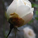 Rosentau